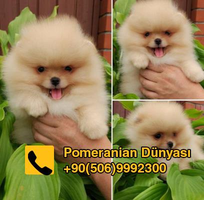 pomeranian boo puppy for sale