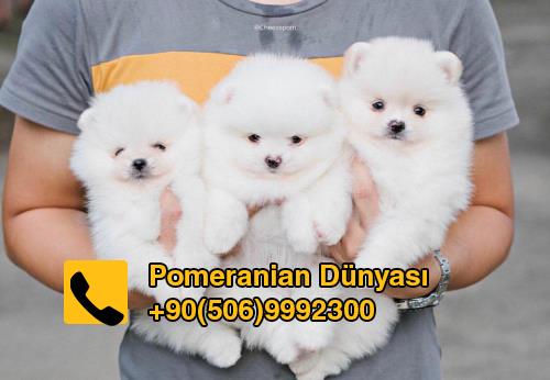 micro teacup pomeranian puppy for sale in istanbul