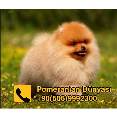 show champion pomeranian for sale in istanbul
