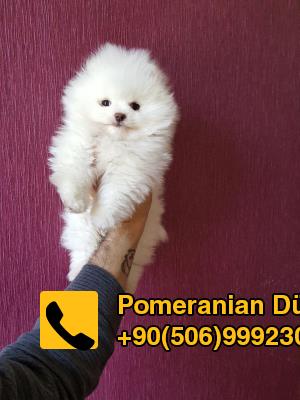 white pomeranian for sale in istanbul