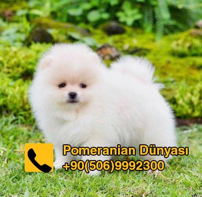 sale of pomeranian dog in turkey