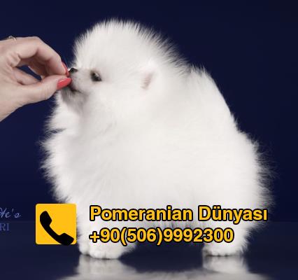 Pomeranian for sale in istanbul turkey 