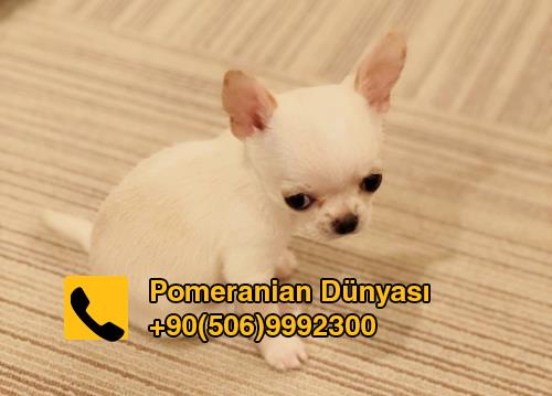 Chihuahuha mini for sale in turkey 