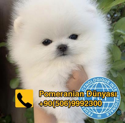Pomeranian boo minik yavru 