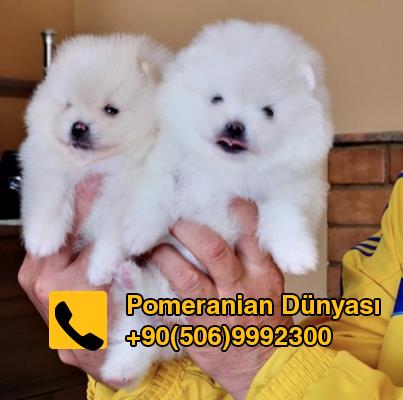 Pomeranian puppies for sale in turkey 