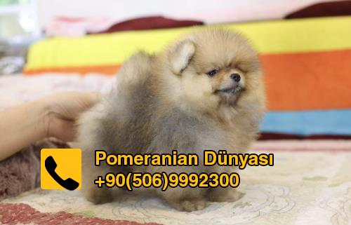 Kısa sürat Pomeranian yavrusu 