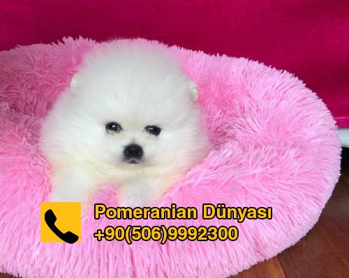 Pomeranian puppies in istanbul 