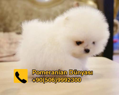 Pomeranian puppies for sale in Istanbul turkey
