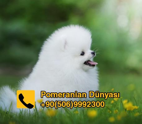 Pomeranian puppy for sale in  turkey 