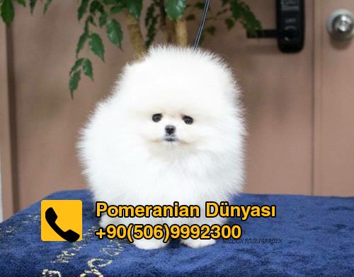 Pomeranian dogs for sale in istanbul 